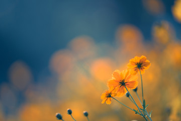 体育与健康的基础知识20个