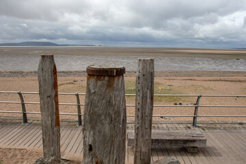 英语单词tree什么意思