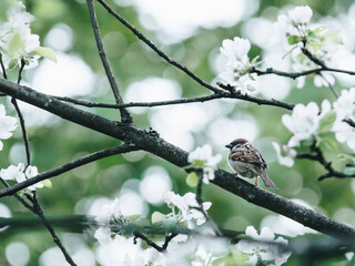 心理健康知识科普手抄报